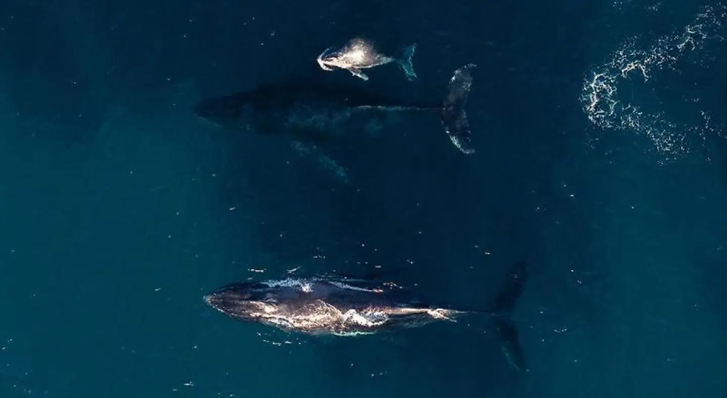Sal Salis Ningaloo Reef Tiere