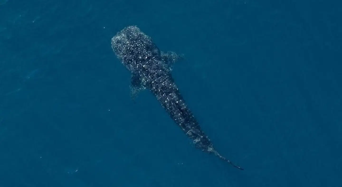 Sal Salis Ningaloo Reef Tiere