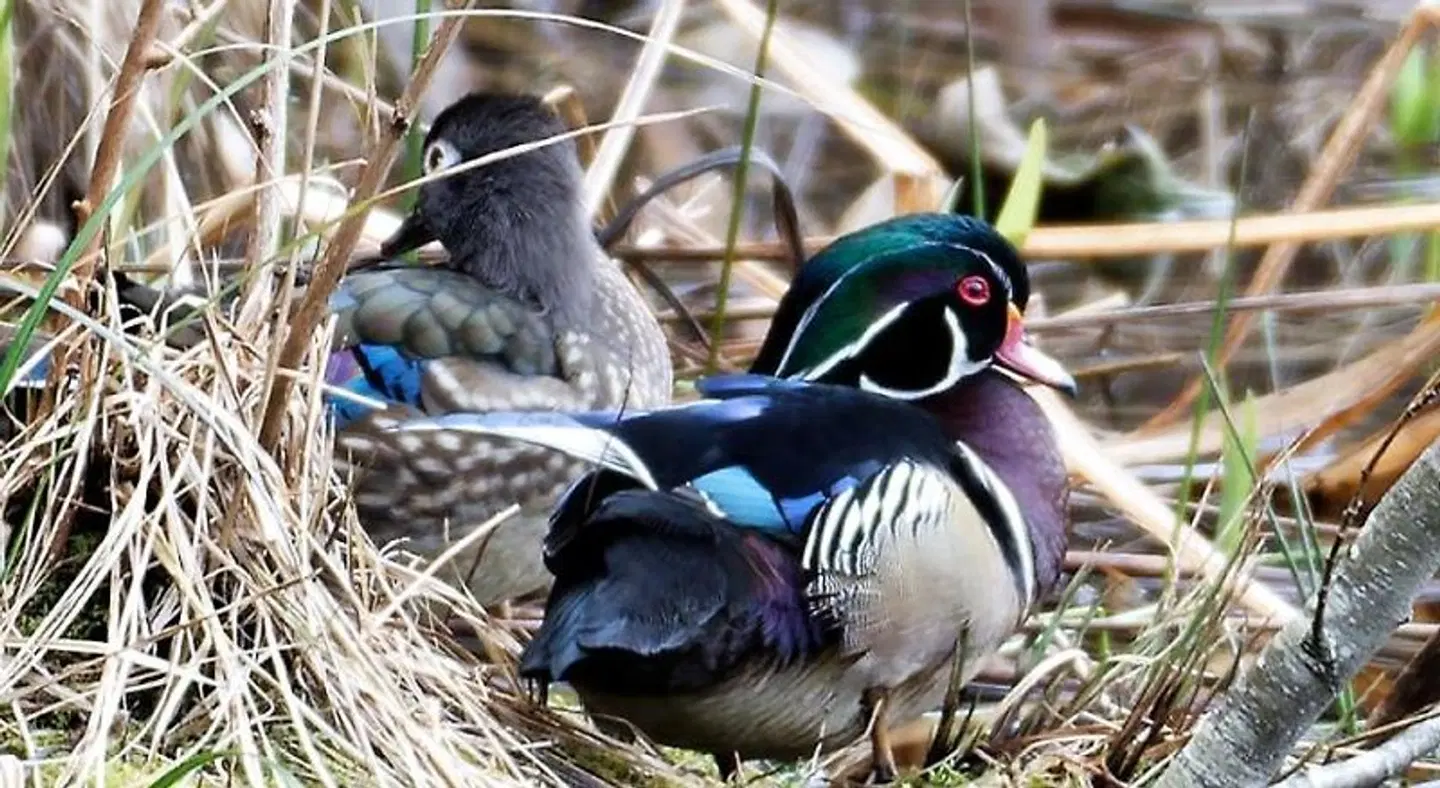Otter's Pond Bed and Breakfast Tiere