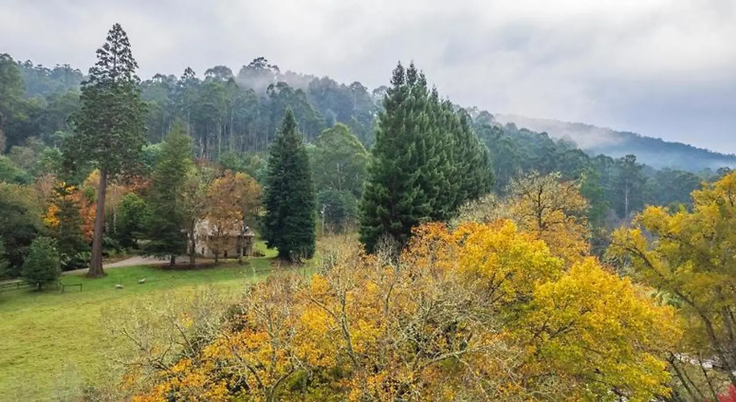 Toorongo River Chalets LANDSCAPE