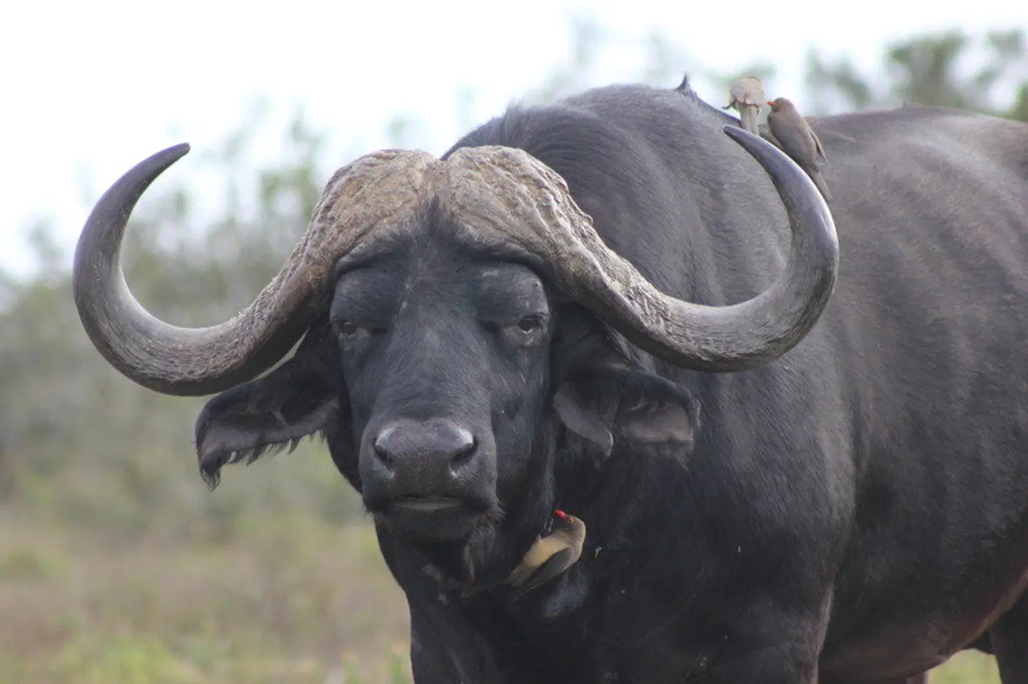 Amakhala Game Reserve - Hlosi Game Lodge Tiere