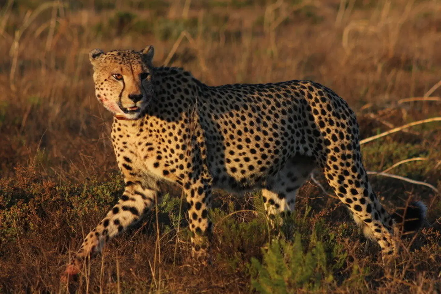 Amakhala Game Reserve - Hlosi Game Lodge Tiere