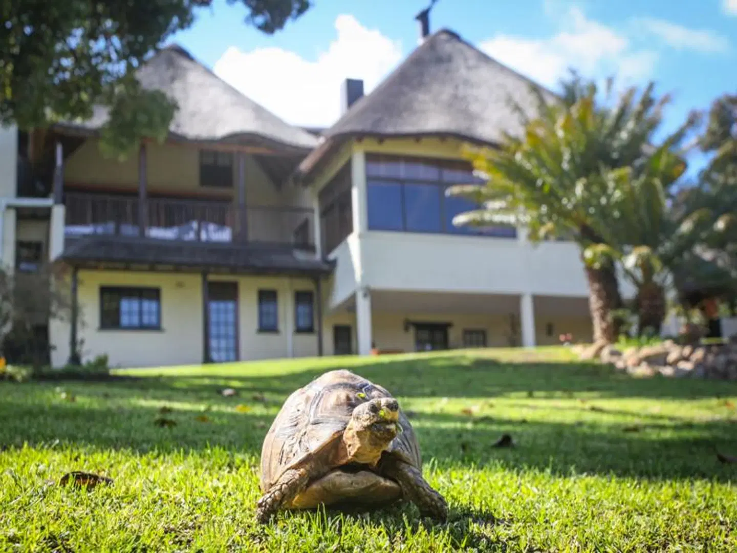 Winelands Villa Guesthouse Tiere