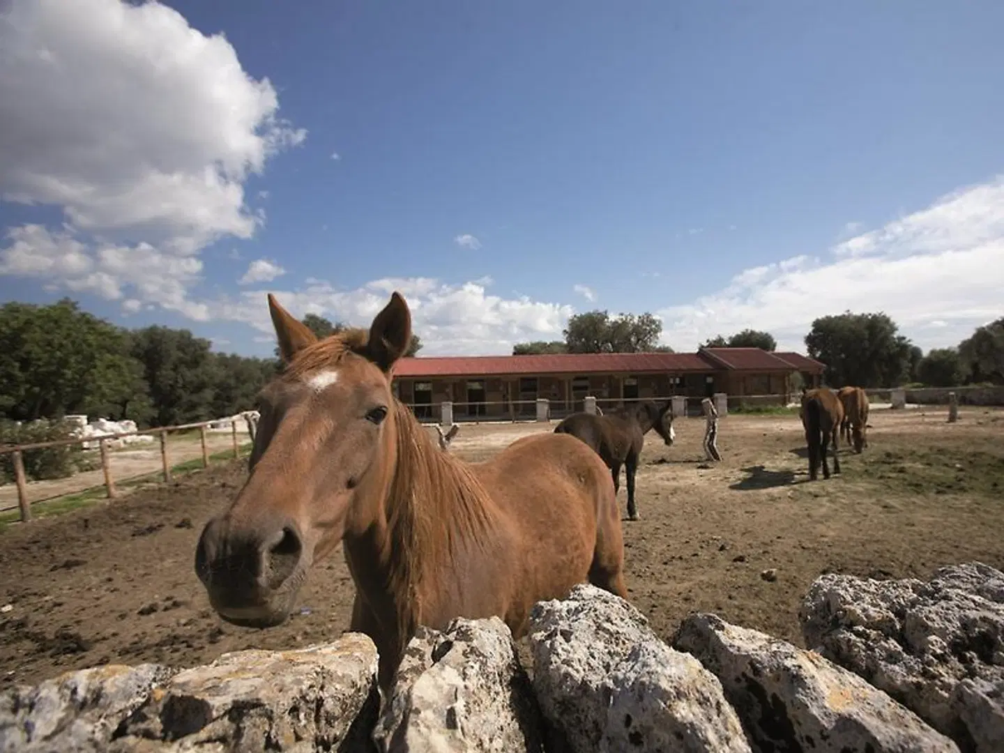 Masseria Relais Del Cardinale Tiere