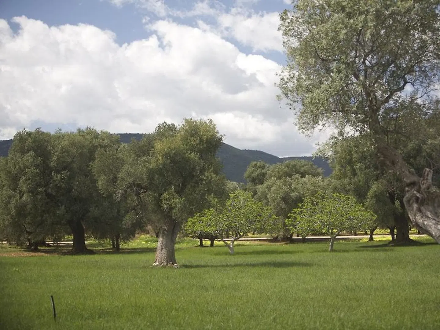 Masseria Relais Del Cardinale LANDSCAPE
