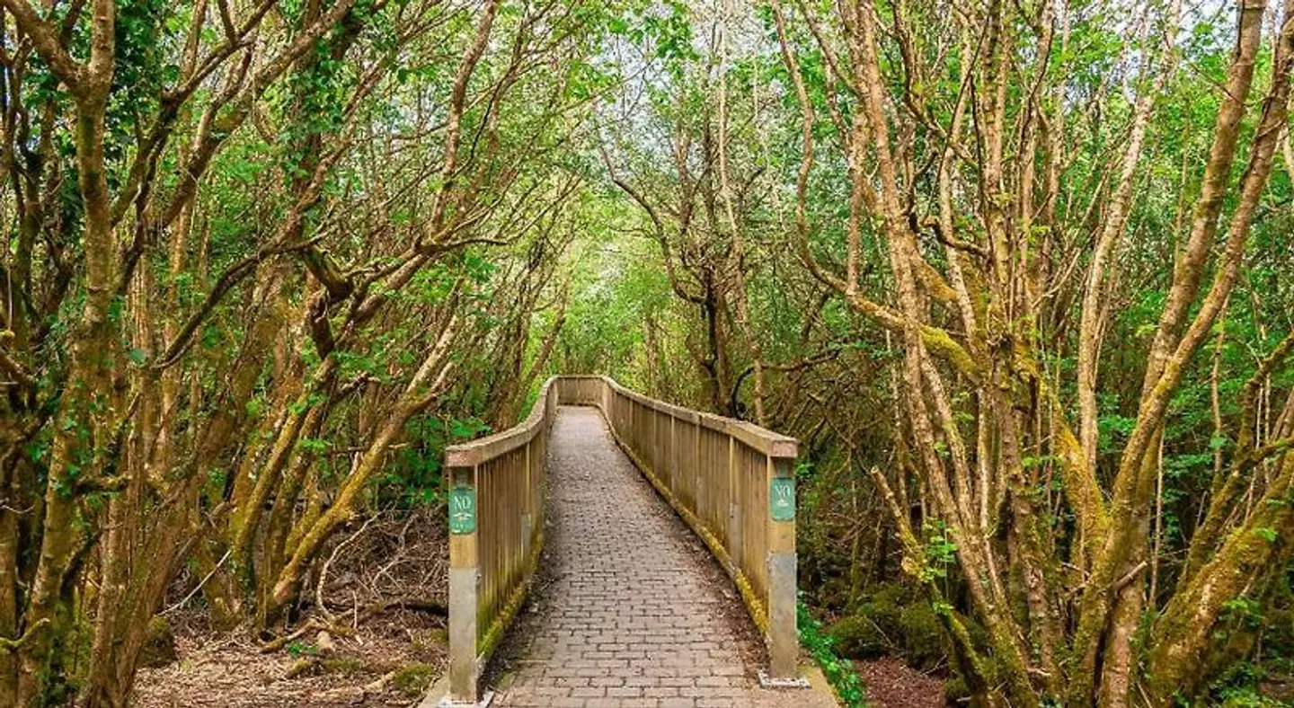 Hotel Woodstock, Ascend Hotel Collection LANDSCAPE