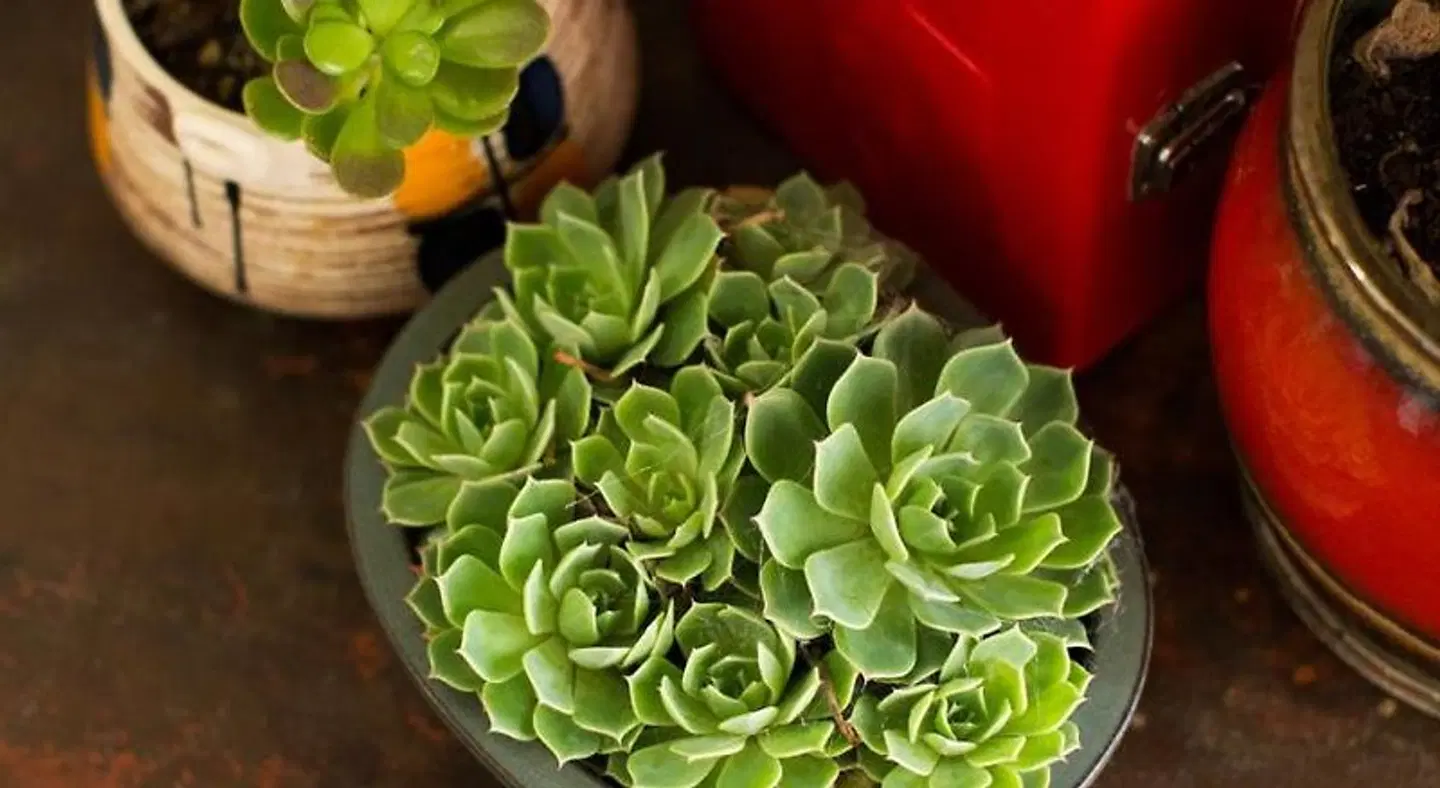 Alabama Hotel Hobart ANIMAL