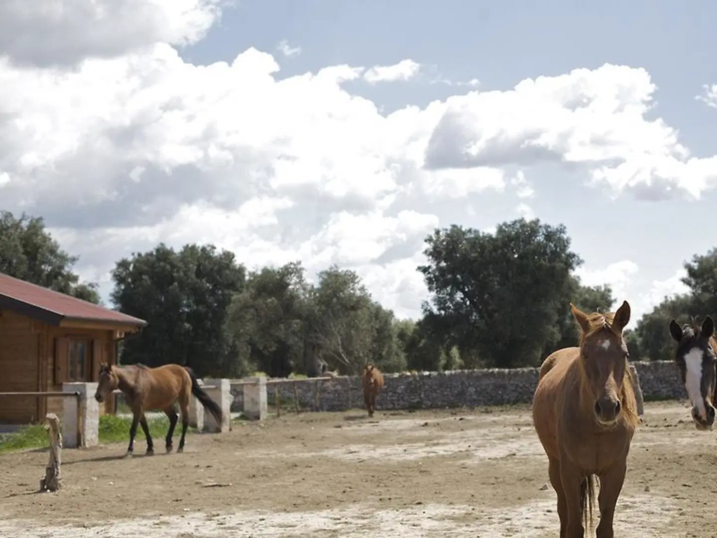 Masseria Relais Del Cardinale ANIMAL