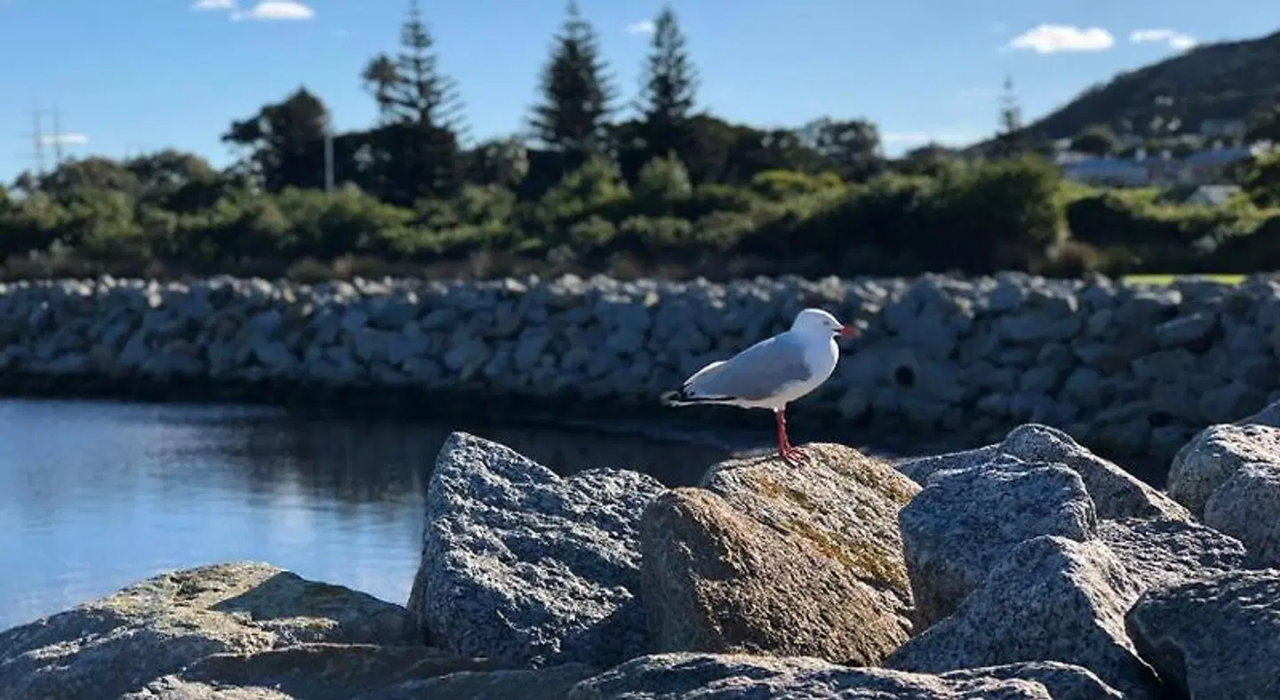 Albany Foreshore Guest House ANIMAL