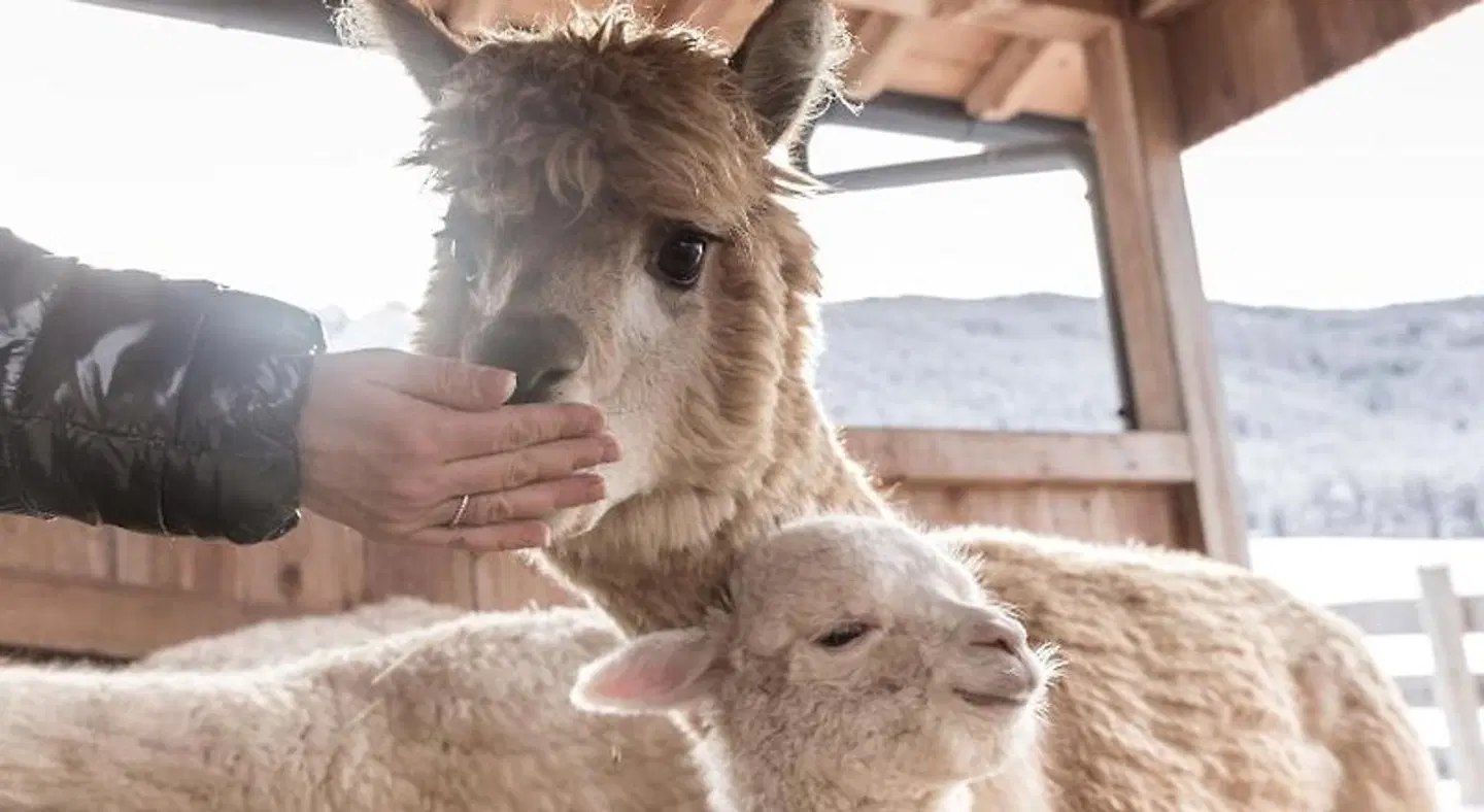 Chalet Winklwiese ANIMAL