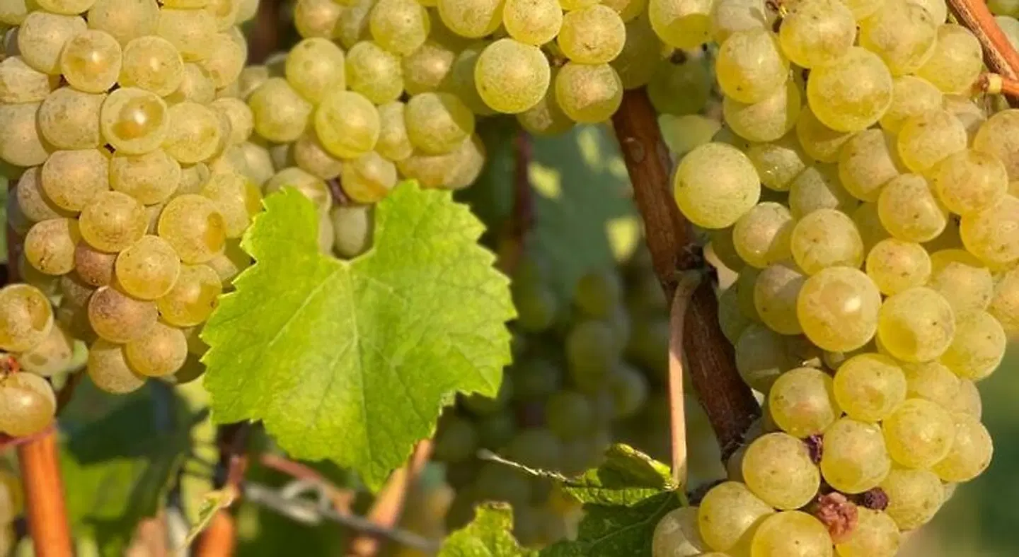 Vinotel Augustin Tiere