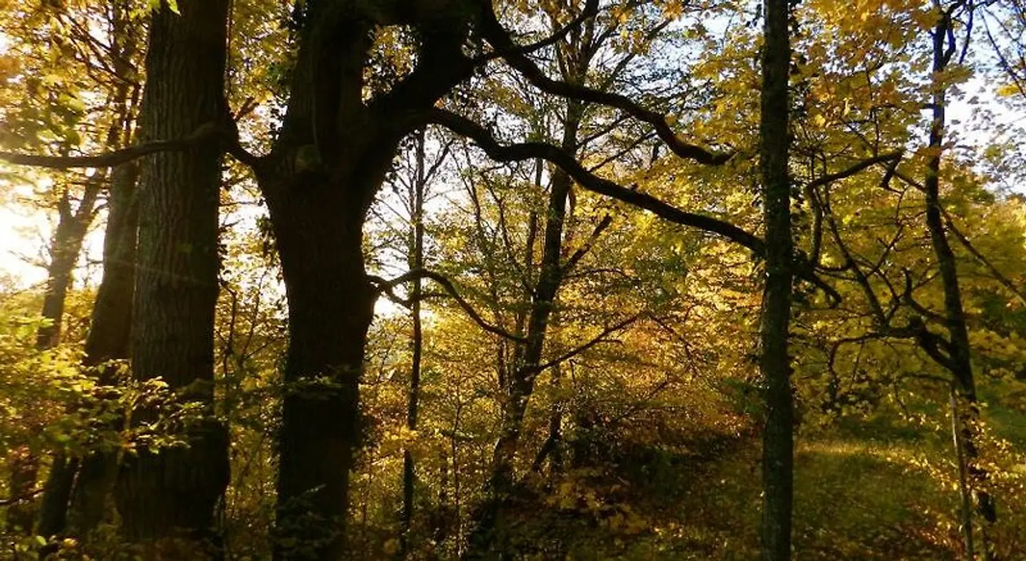 Domaine de l'Ocrerie LANDSCAPE