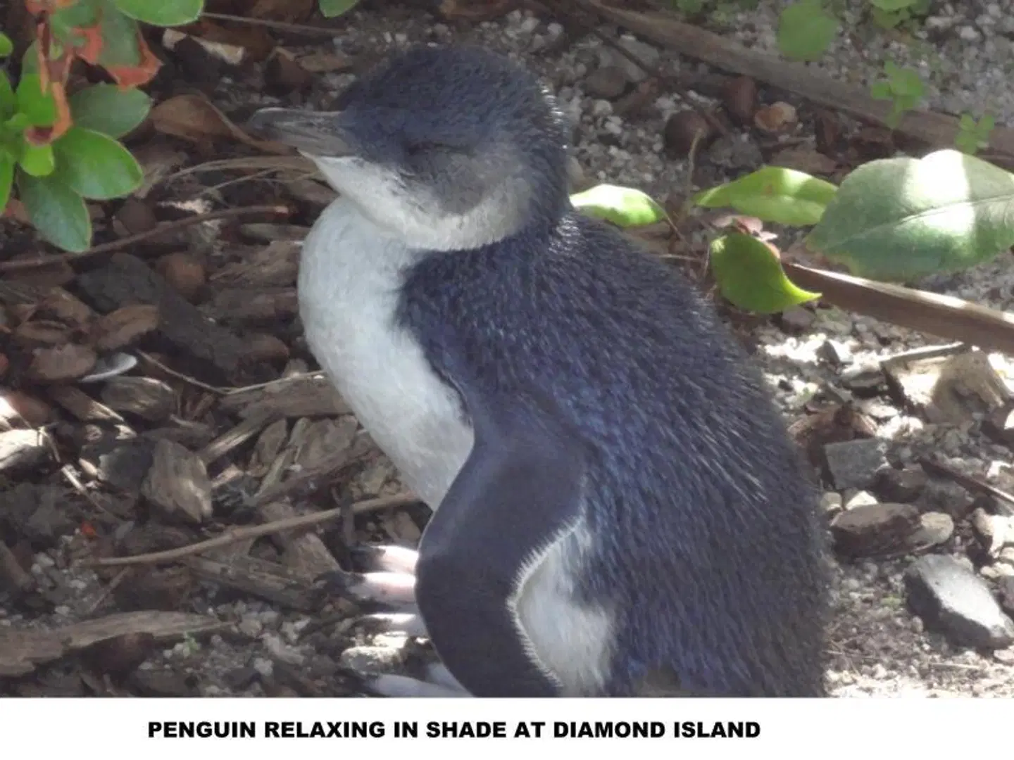 Diamond Island Resort Tiere