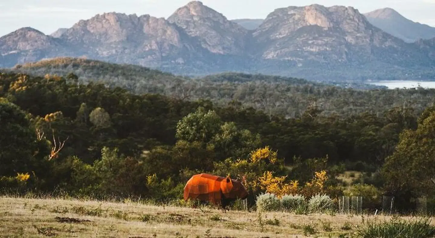 Freycinet Resort Tiere