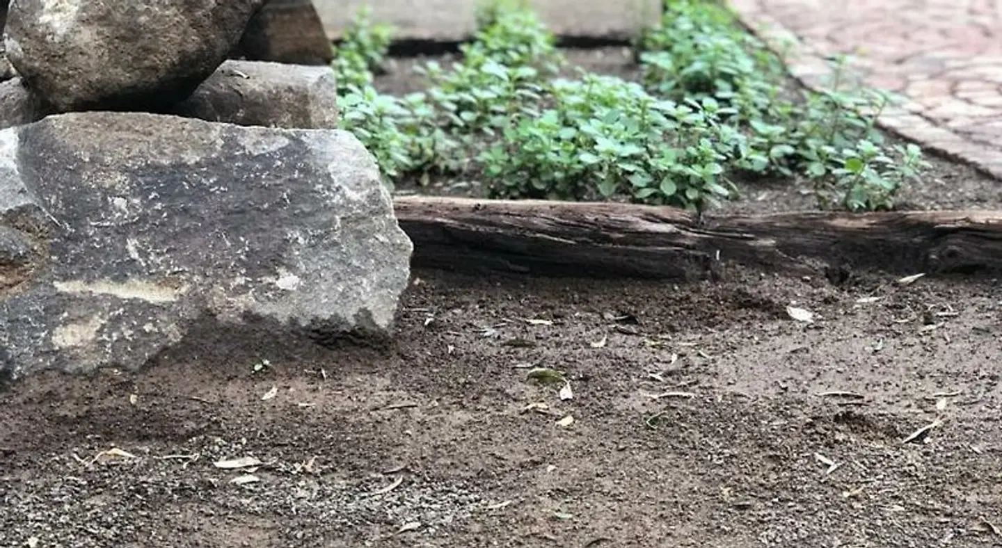 Impa-Lala Country Estate Garten