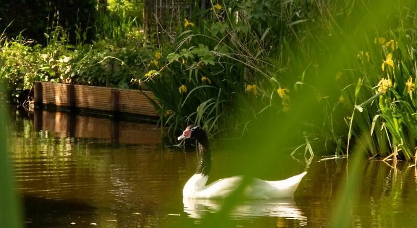 B&B Saense huisje Tiere