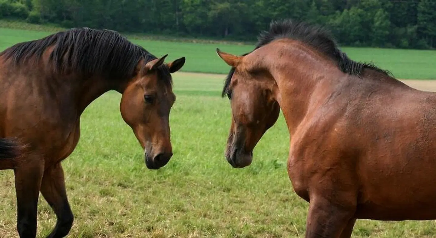 Platte Tiere