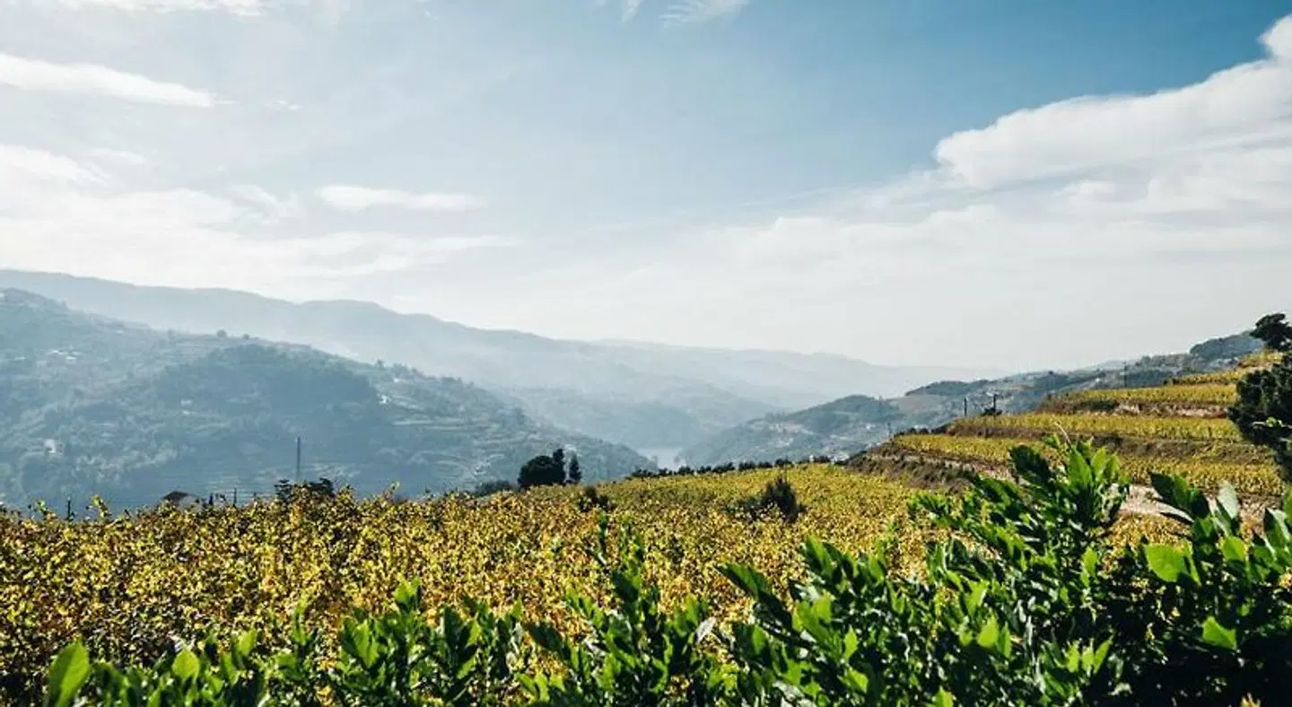 Quinta De Guimaraes LANDSCAPE