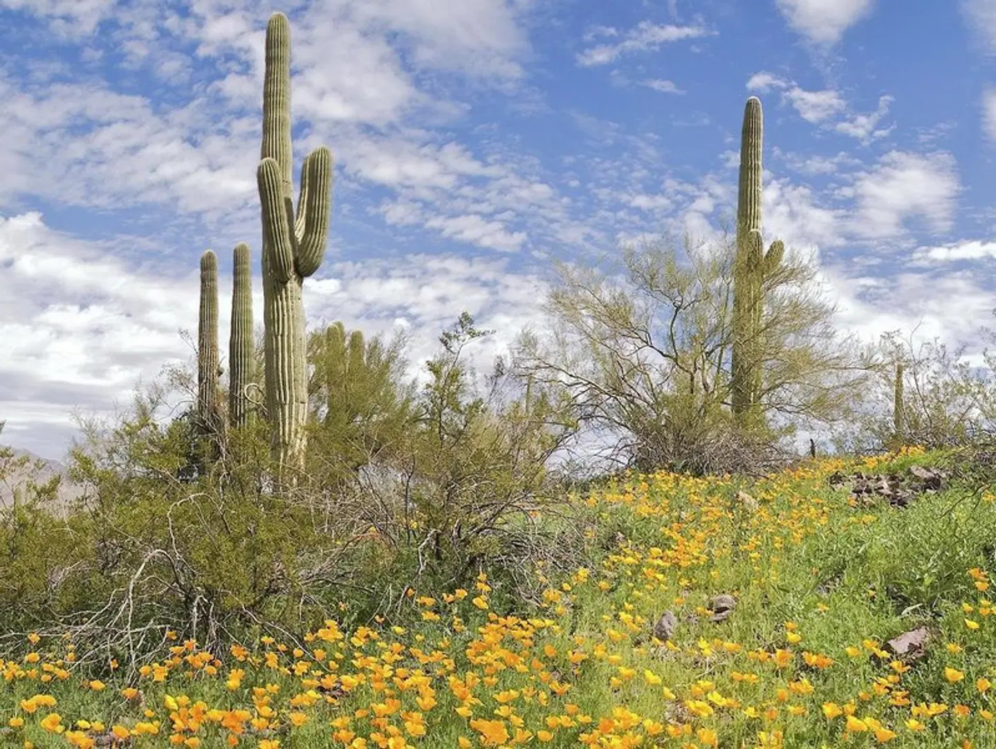 DoubleTree by Hilton Tucson-Reid Park LANDSCAPE