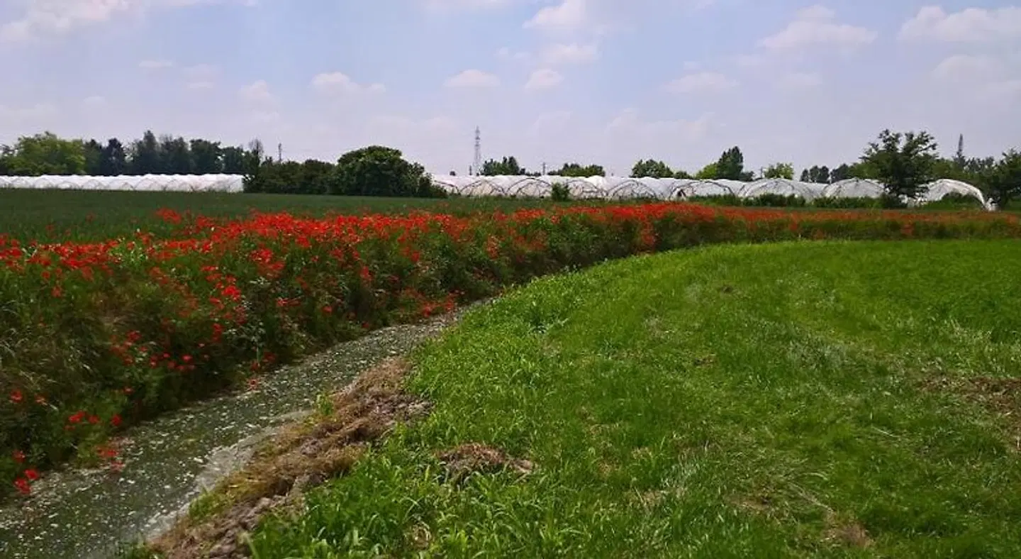 Agriturismo Cipolli e Podò Corte Carlini LANDSCAPE