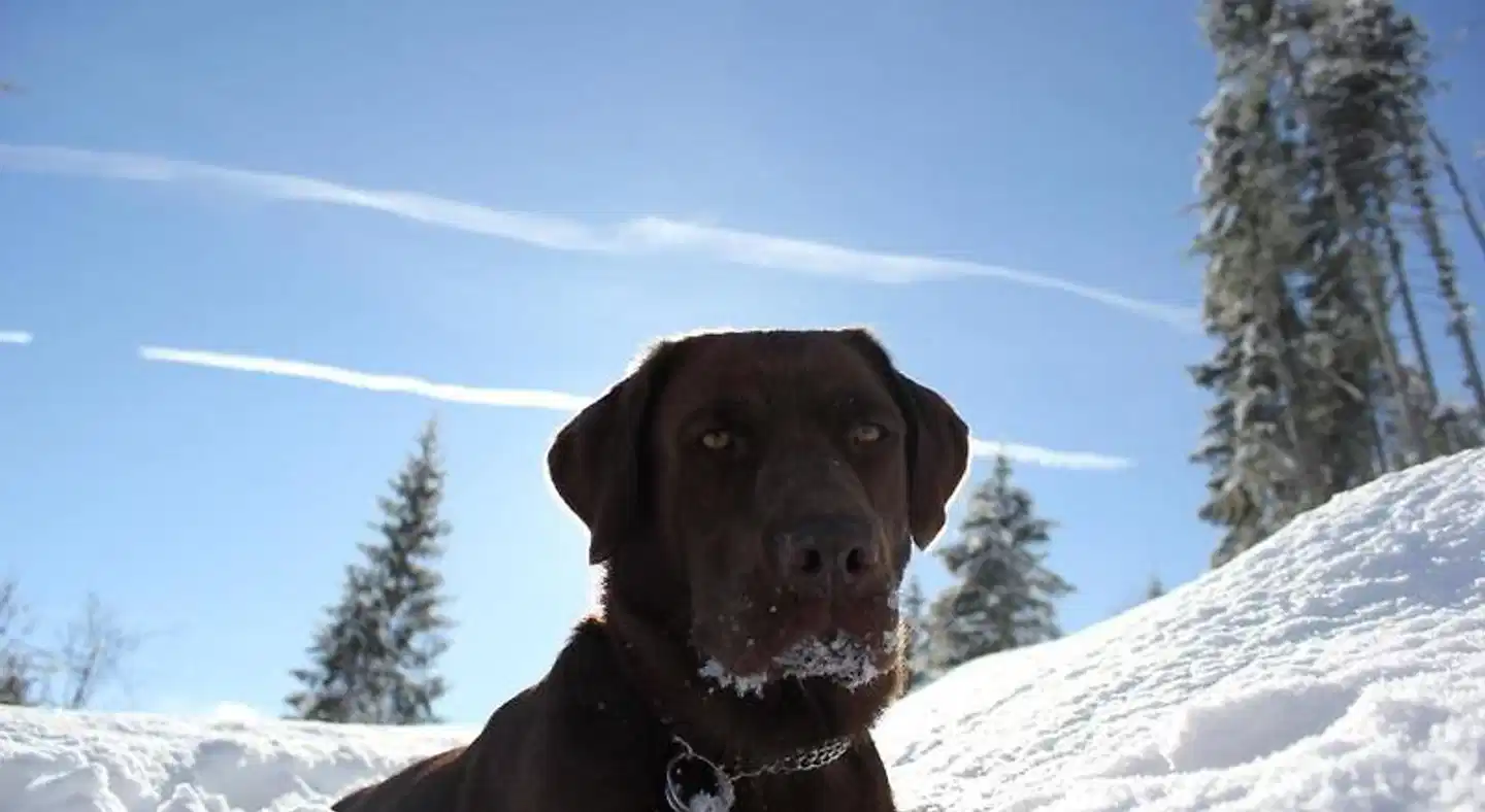 AlpenSchlössl Tiere
