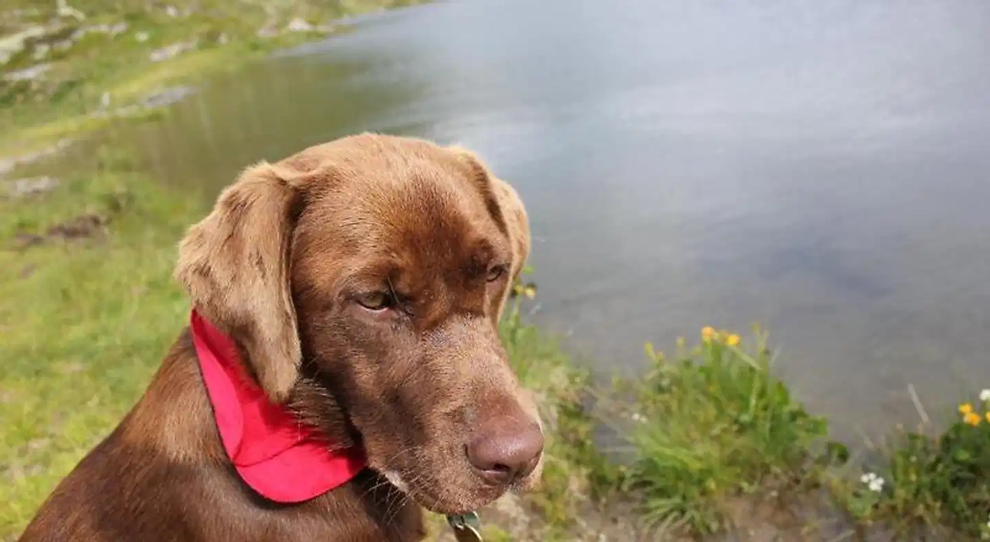 AlpenSchlössl Tiere