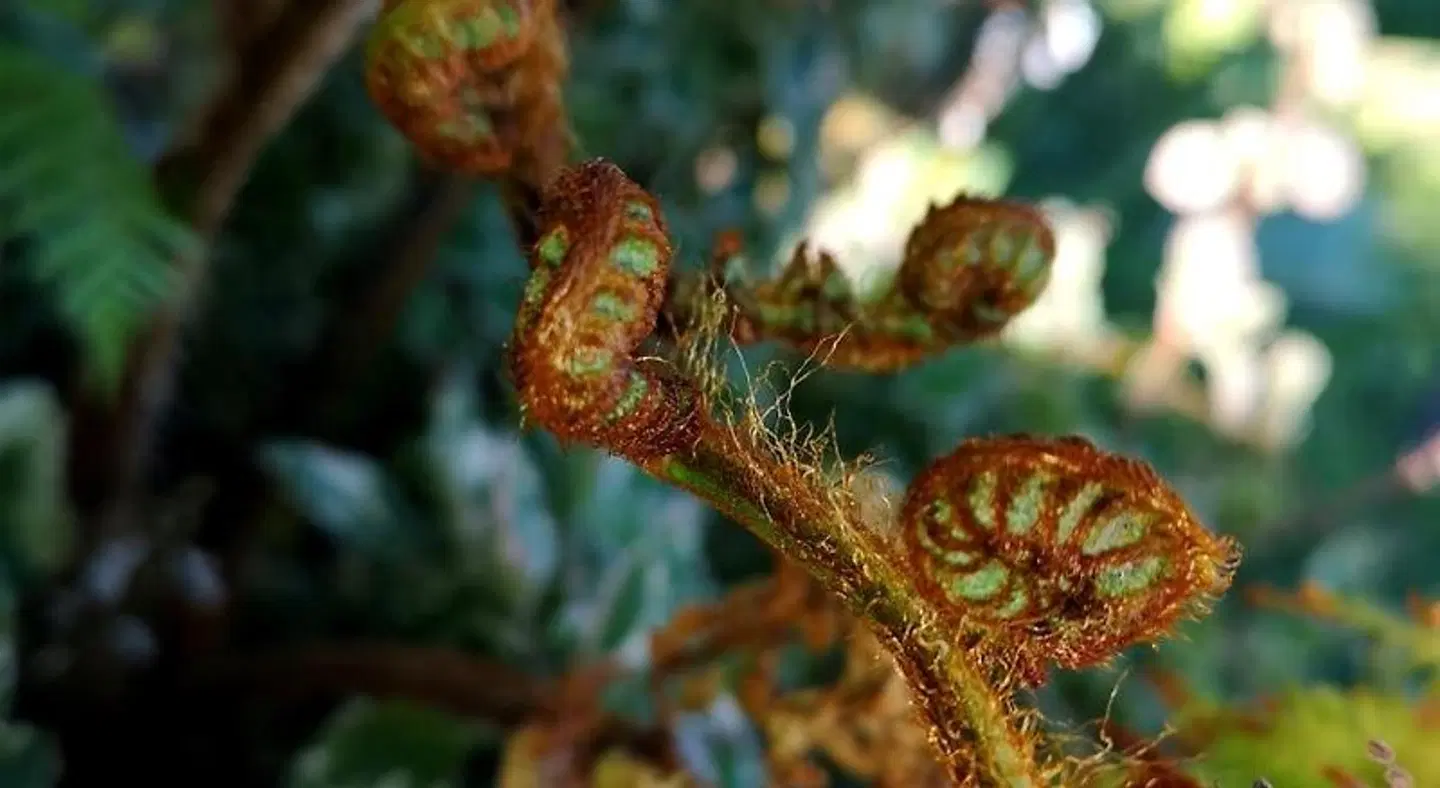 Val d'Or Estate Tiere