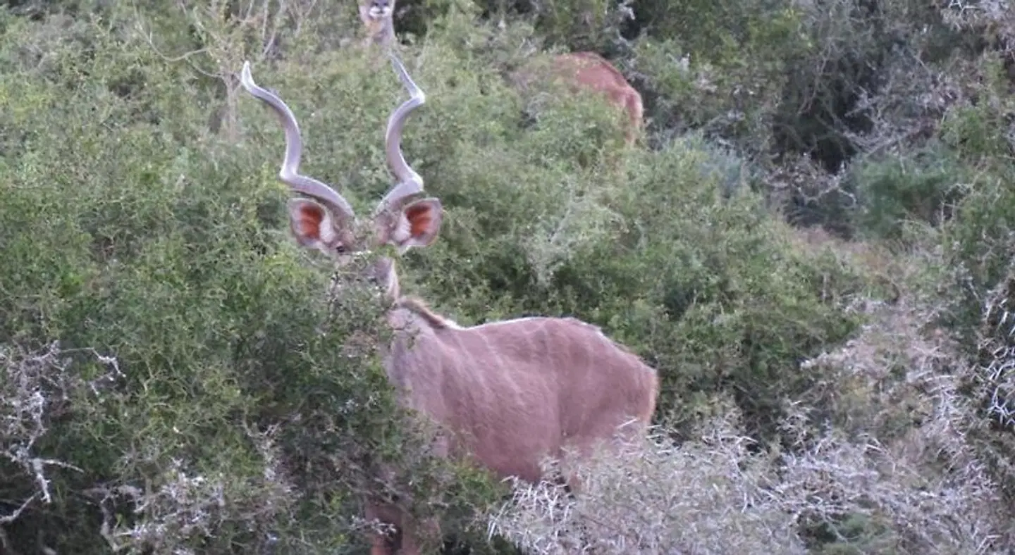 Kudu Ridge Game Lodge Tiere