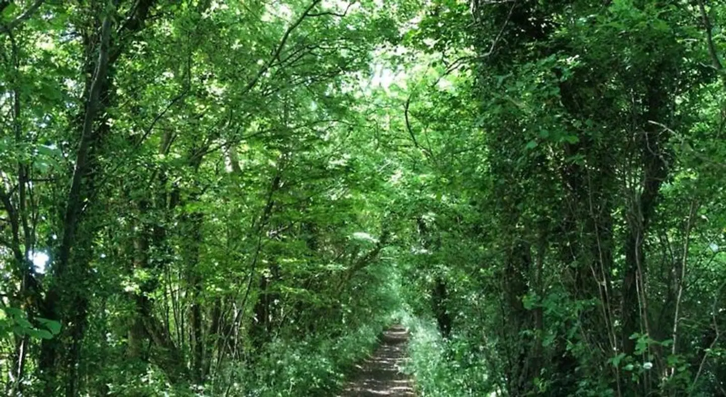 Devonshire House LANDSCAPE