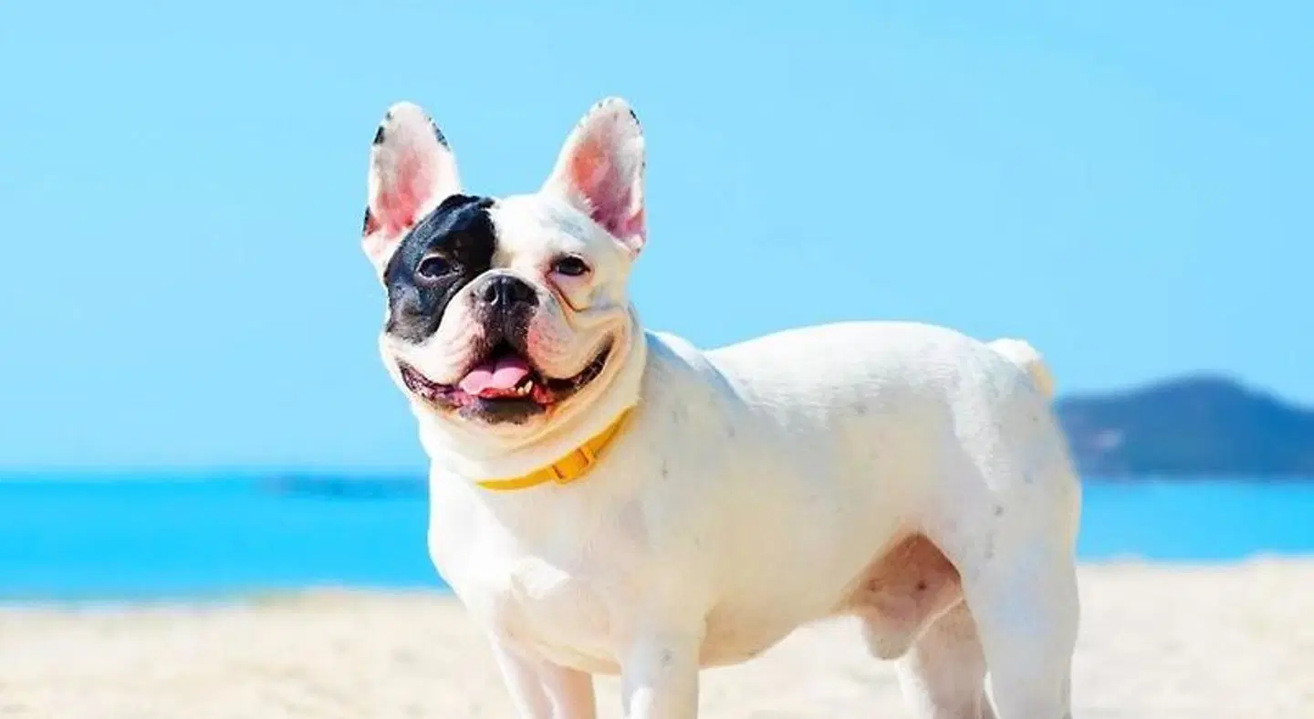 Rabbit Resort PEOPLE