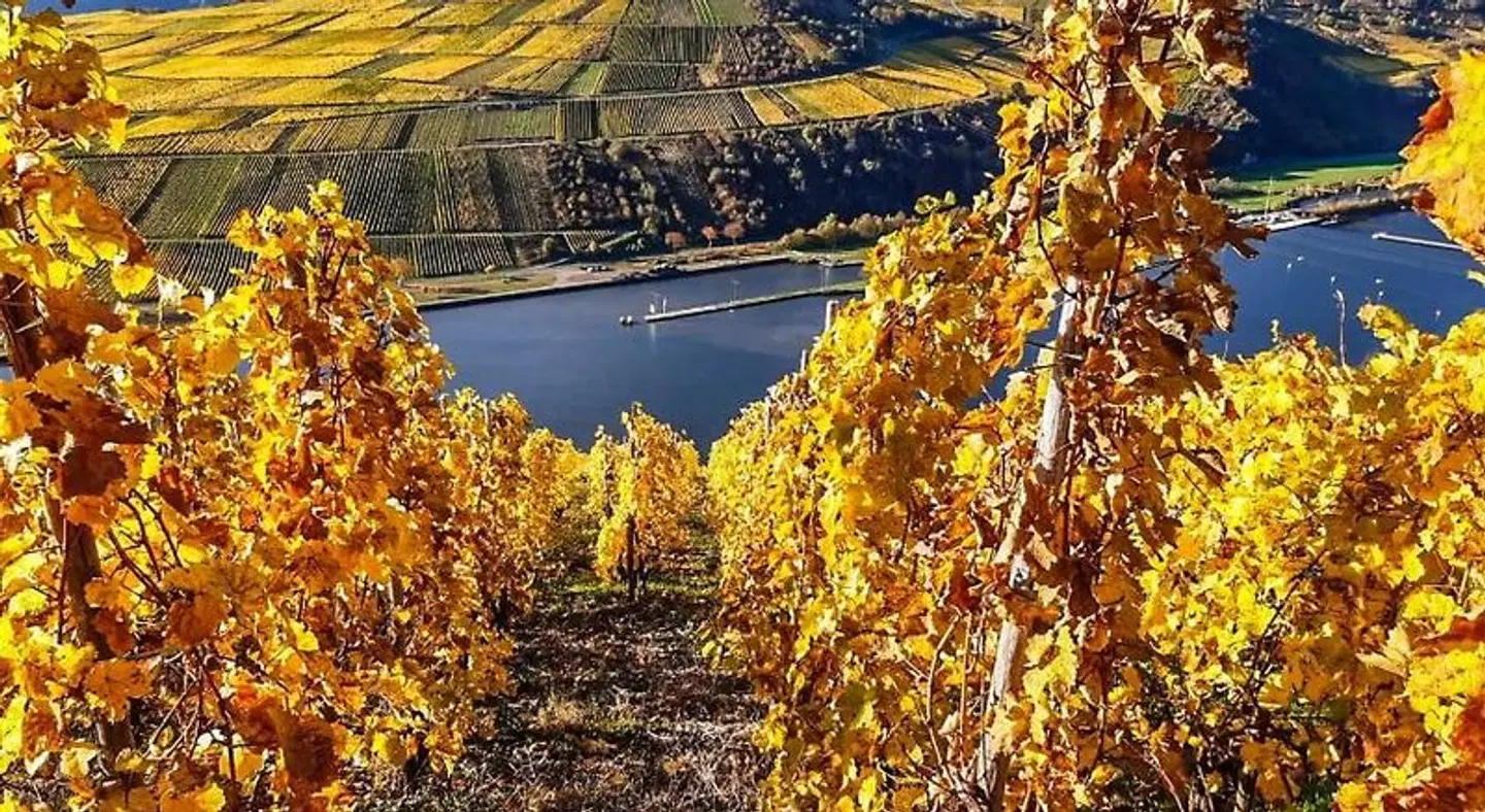Weinhaus Simon LANDSCAPE
