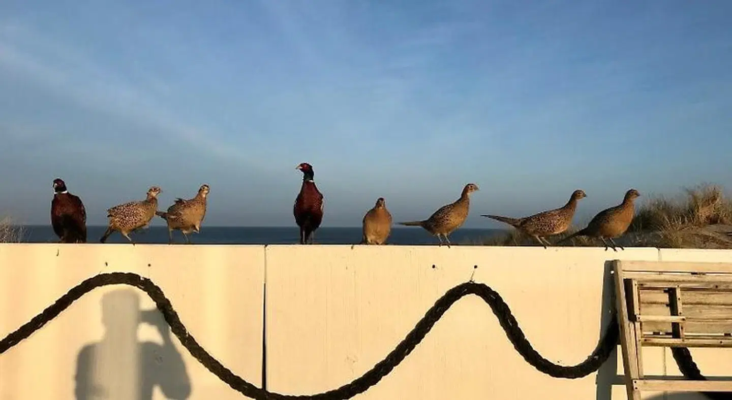 Noordzee Tiere