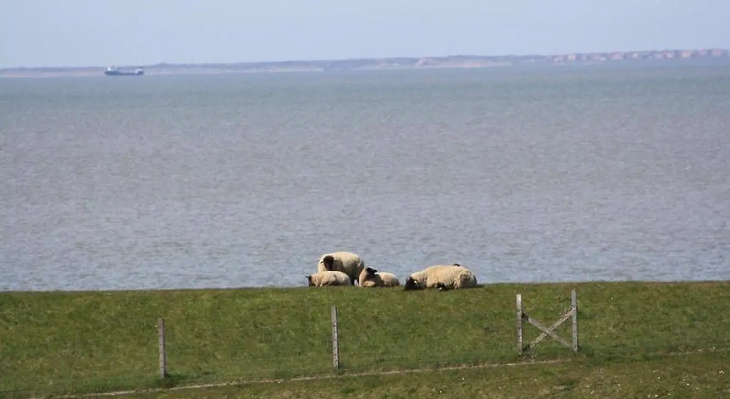 Großer Krug Tiere