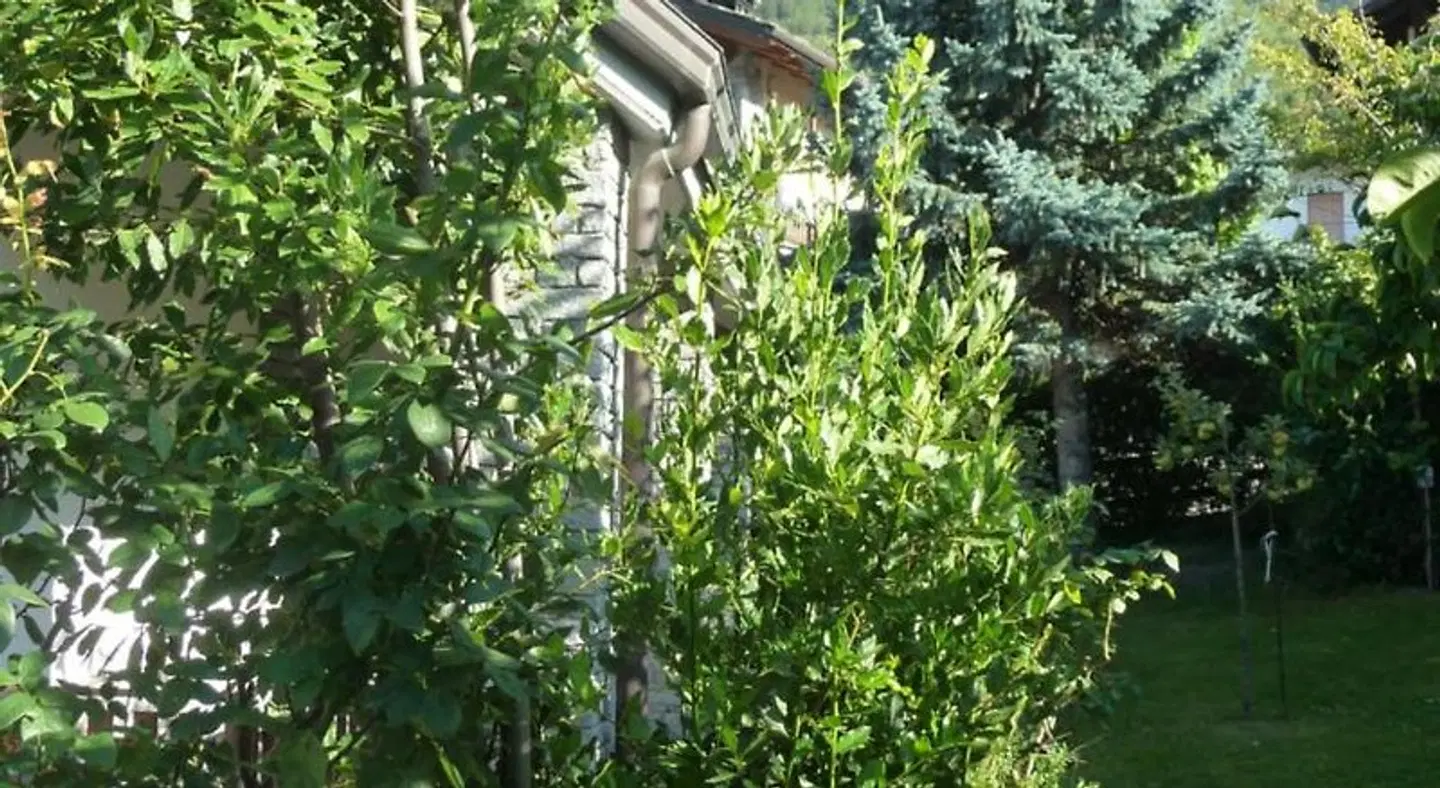 Maison Borbey Garten