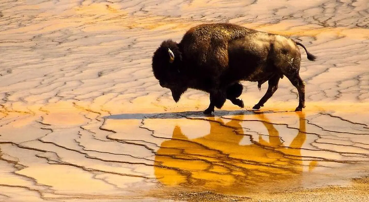 1872 Inn - Adults Exclusive Tiere