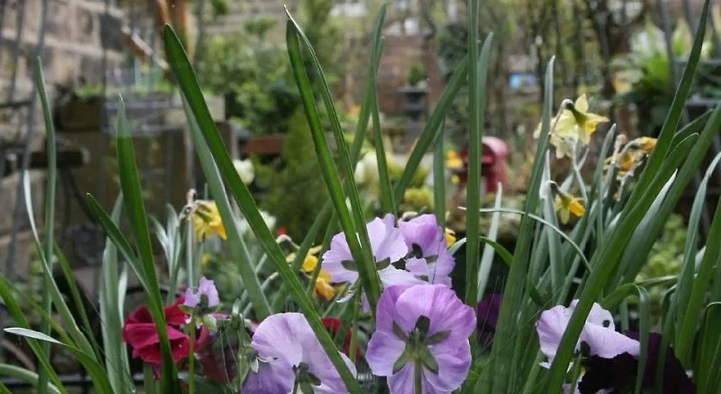 Alexandra Court LANDSCAPE