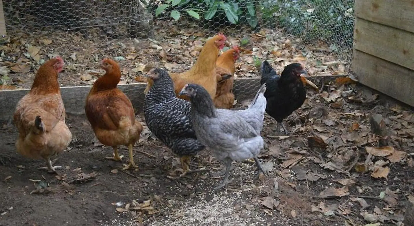 Thornybank Tiere