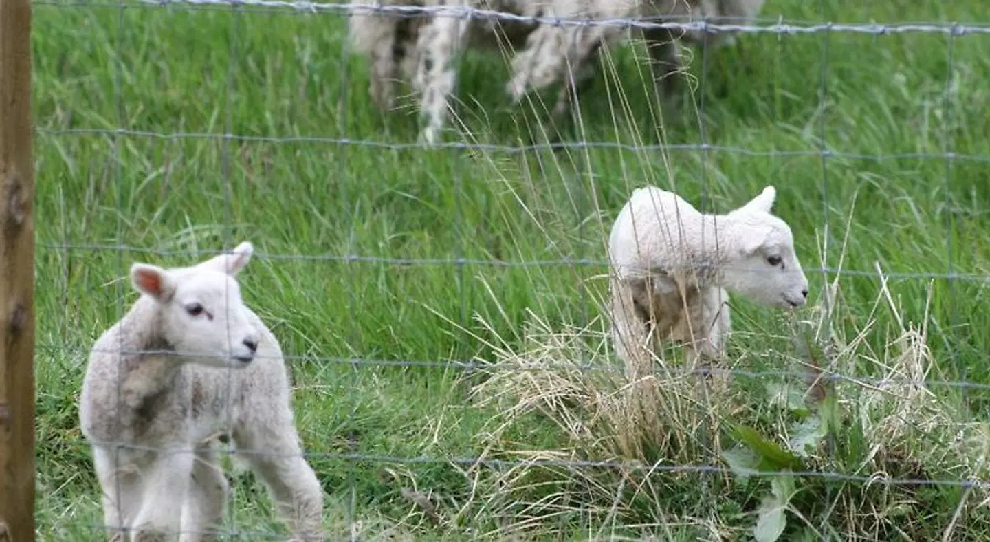 Tarskavaig Tiere