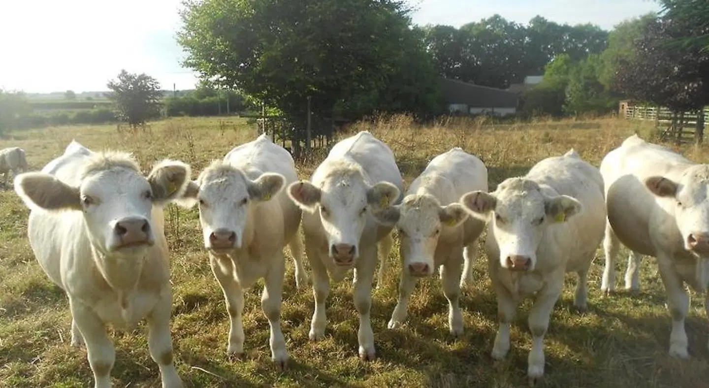 Villa Farm Cottage Tiere
