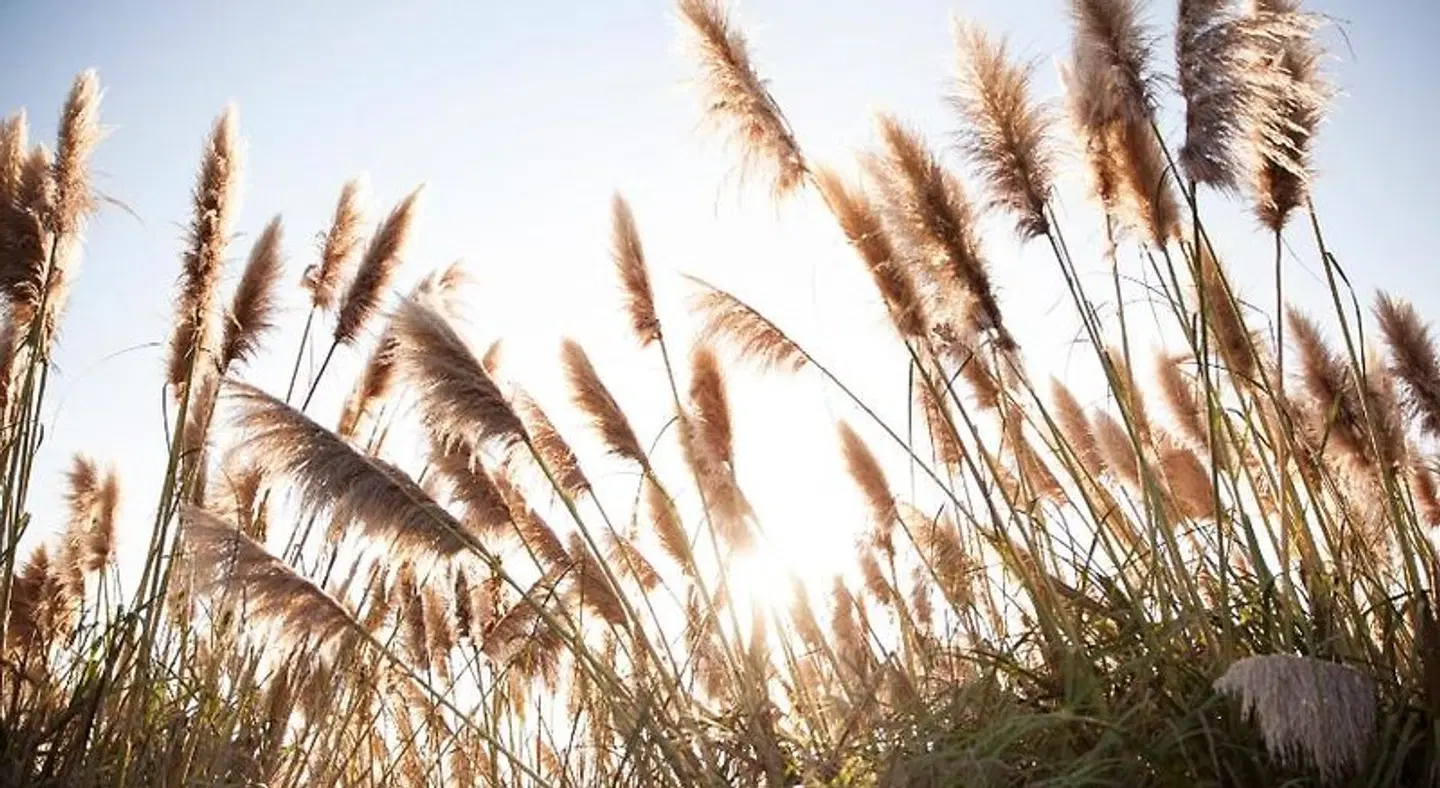 Bodega Bay Lodge LANDSCAPE