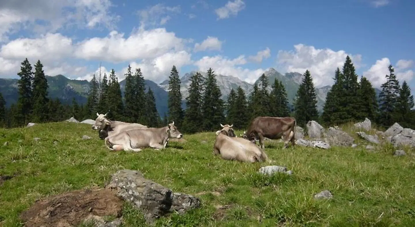 Zimmer & z'Morga Schönenboden Tiere