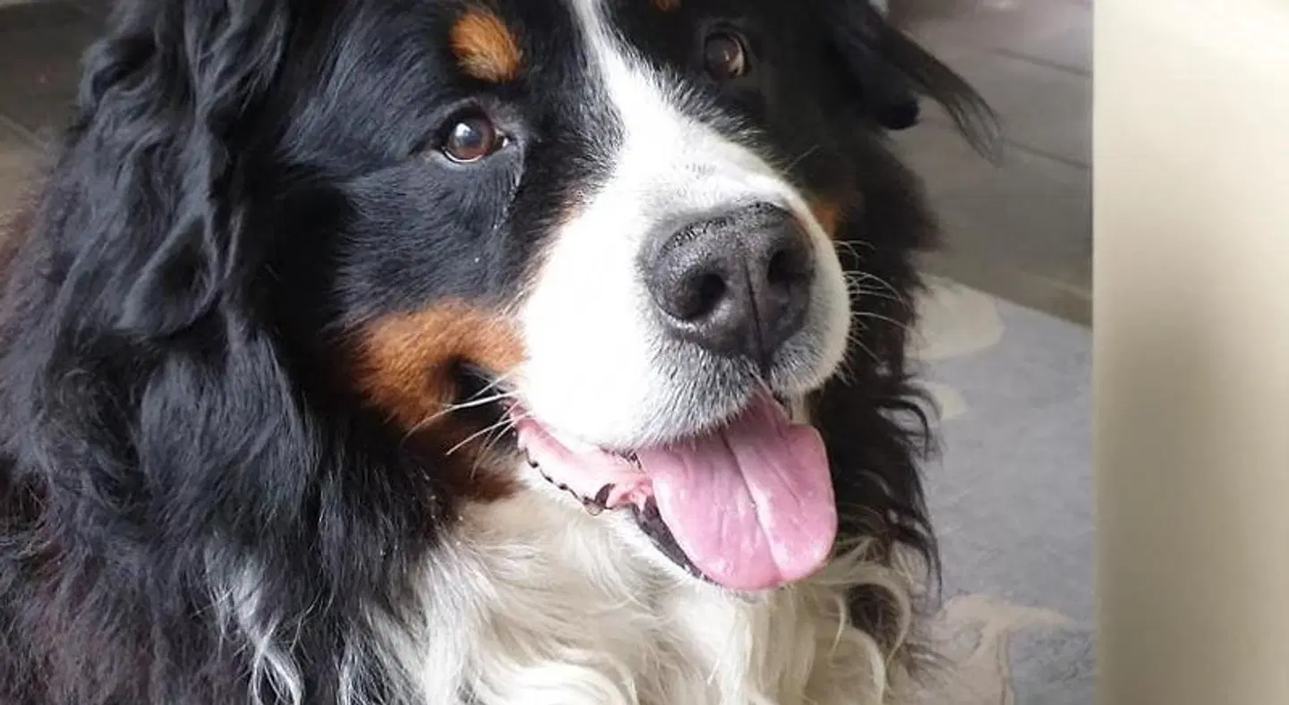 Goldenes Kreuz Tiere