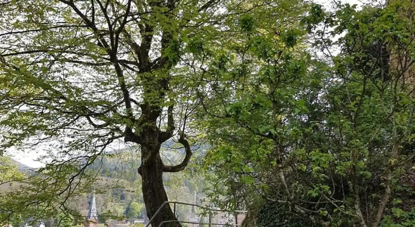 Eberhardt-Burghardt Landschaft