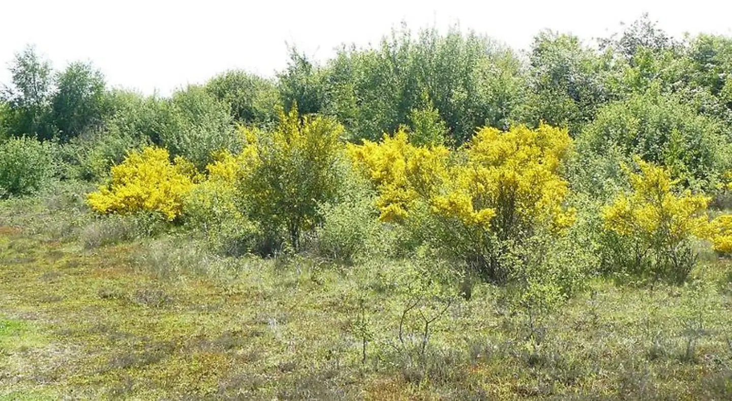Veenloopcentrum Weiteveen LANDSCAPE