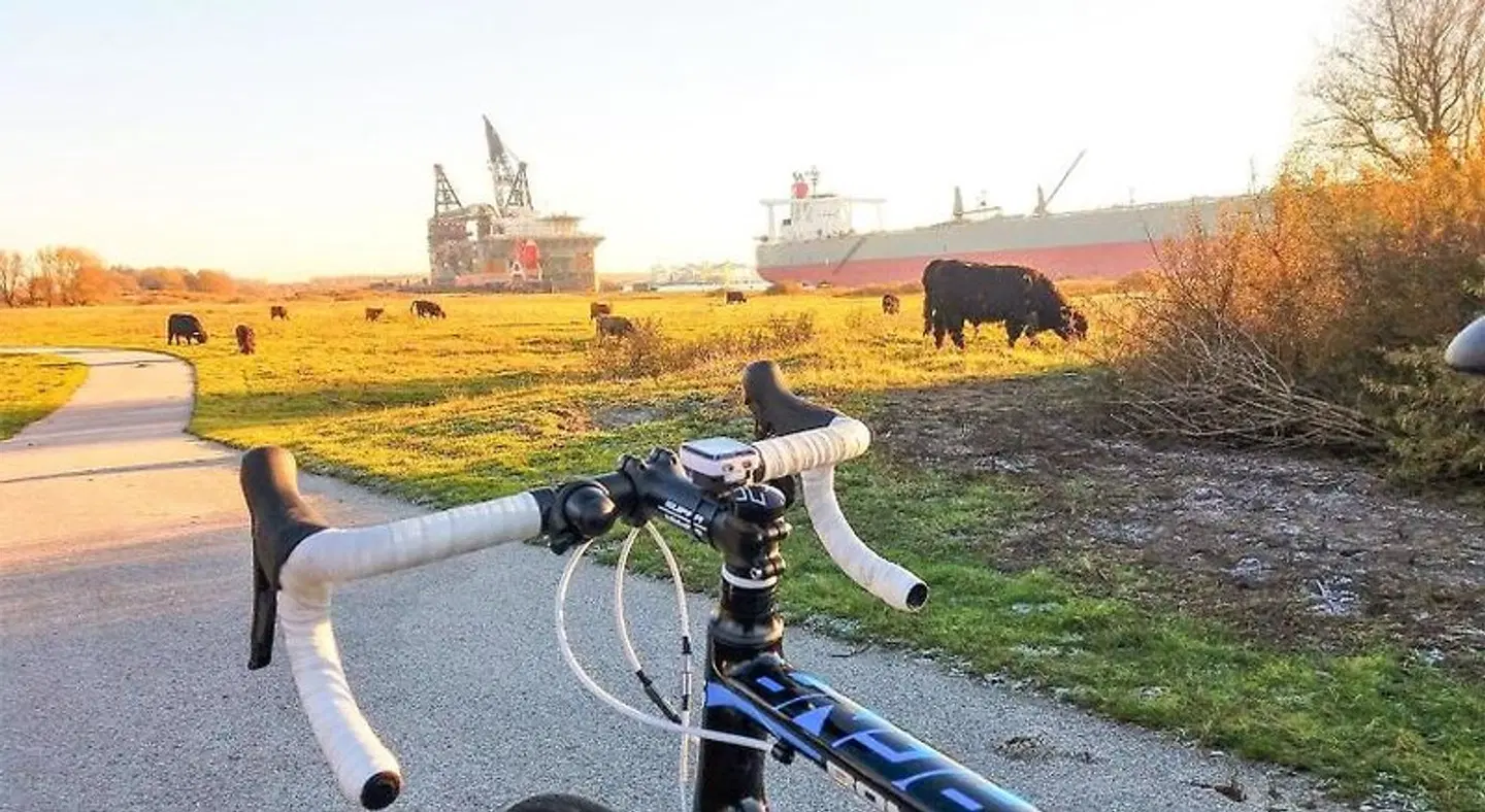 Rozenburg-Rotterdam Tiere