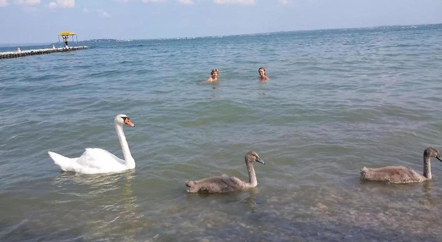 Du Lac Tiere