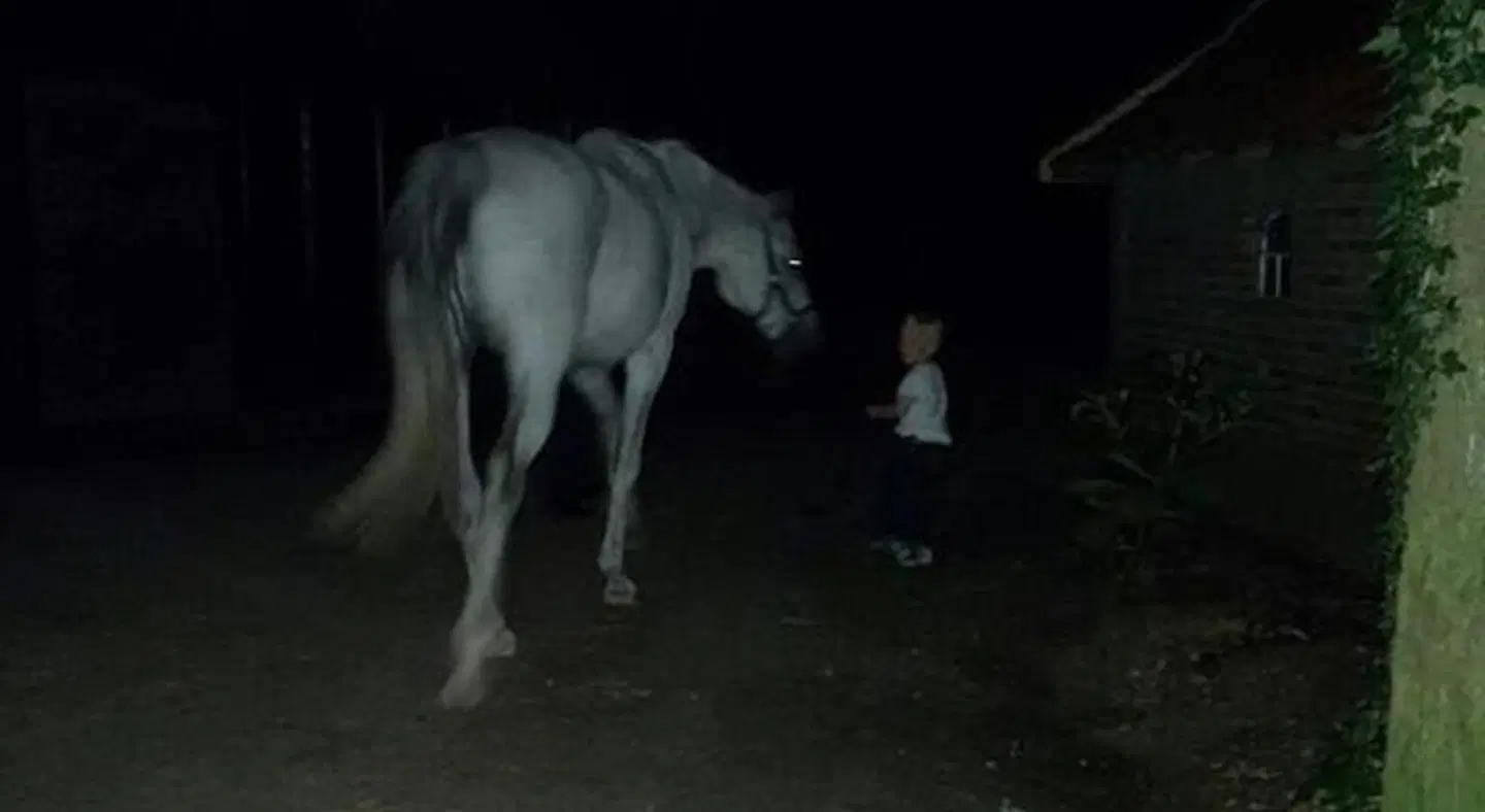 Erve Het Roolvink Tiere