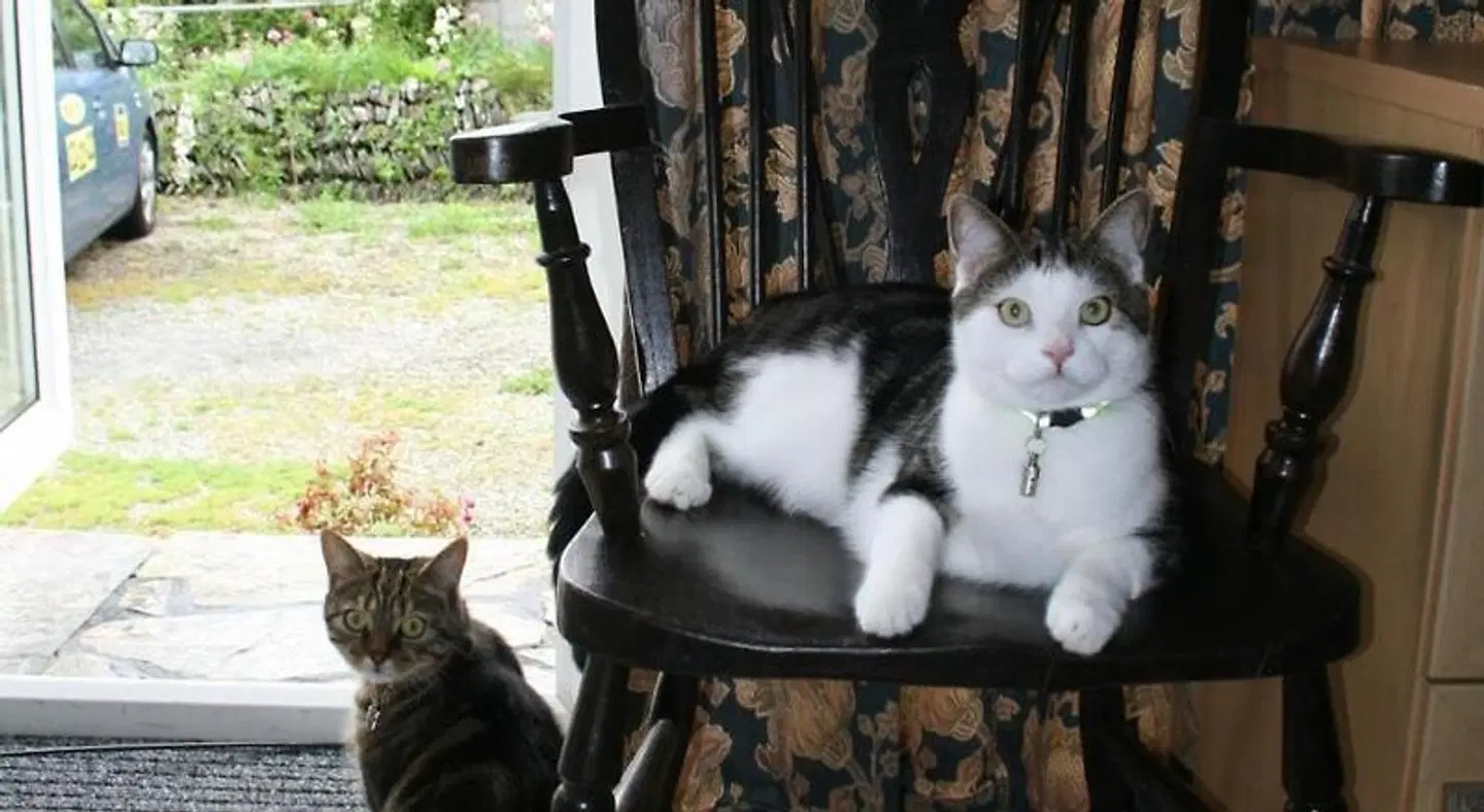 Pendrin Guest House Tiere