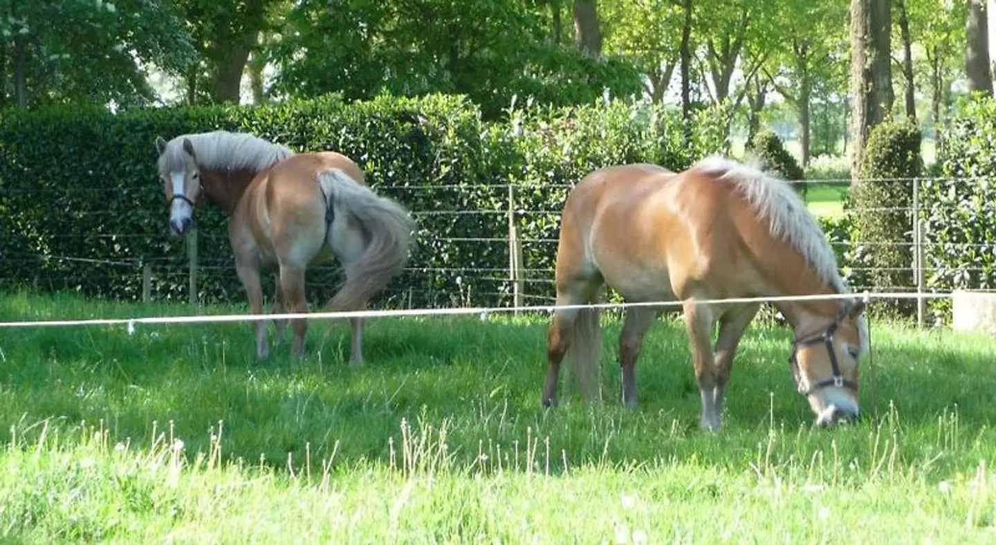 B&B Achterhoeks Halle Tiere