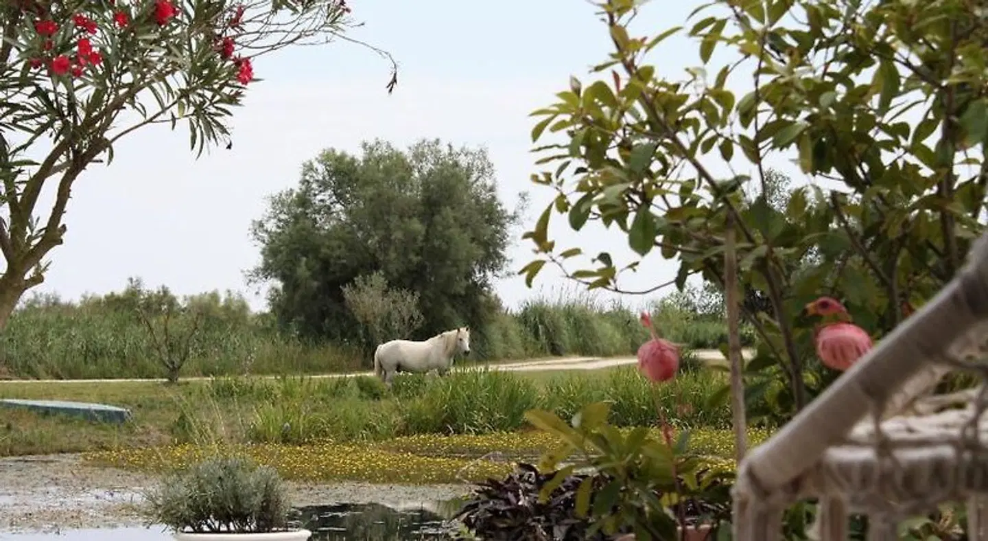 B&B Mas Fandelou Tiere
